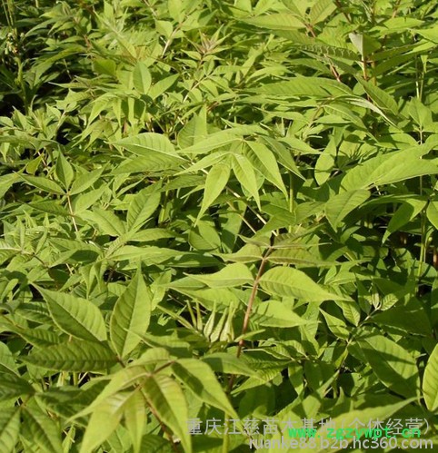 渝逸供应批发多年生黄柏种苗 中药材种苗 品质保障 量大从优欢迎订购188 8385 9949 黄柏苗图2