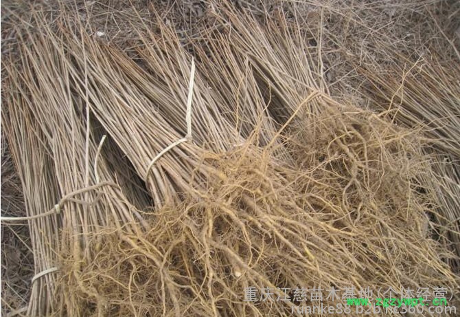 渝逸供应批发多年生黄柏种苗 中药材种苗 品质保障 量大从优欢迎订购188 8385 9949 黄柏苗图4