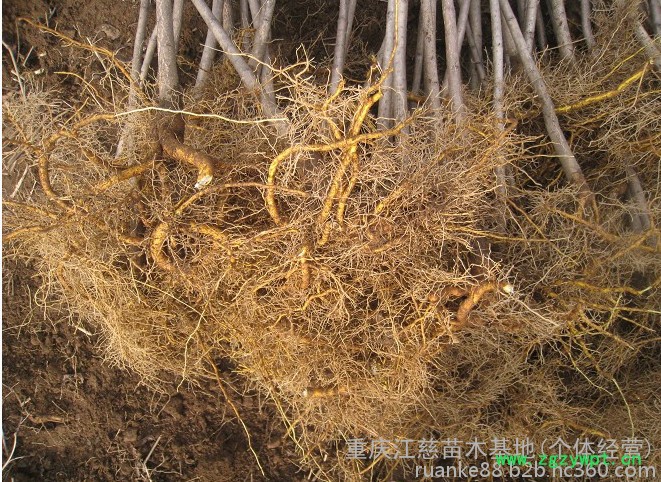 渝逸供应批发多年生黄柏种苗 中药材种苗 品质保障 量大从优欢迎订购188 8385 9949 黄柏苗图5