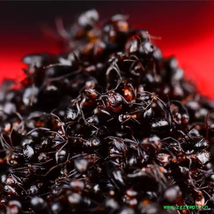 吉林黑蚂蚁多钱,中药拟黑多刺蚁,东北特产泡酒泡水图3