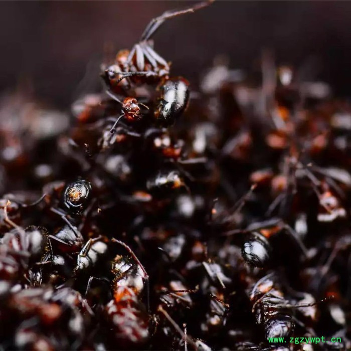 吉林黑蚂蚁多钱,中药拟黑多刺蚁,东北特产泡酒泡水图2