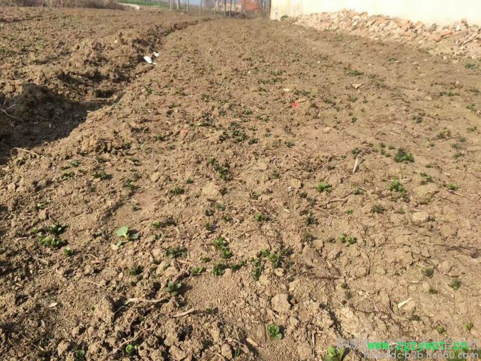 金航三叶 艾草种植 艾草厂家 艾草 中药材加盟 种植招商图3