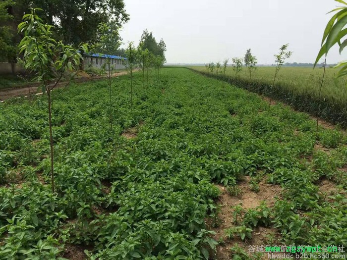 金航三叶 艾草种植 艾草厂家 艾草 中药材加盟 种植招商图2