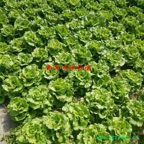 中药材蔬菜播种机 菜籽播种机价格 大棚蔬菜点播机图6