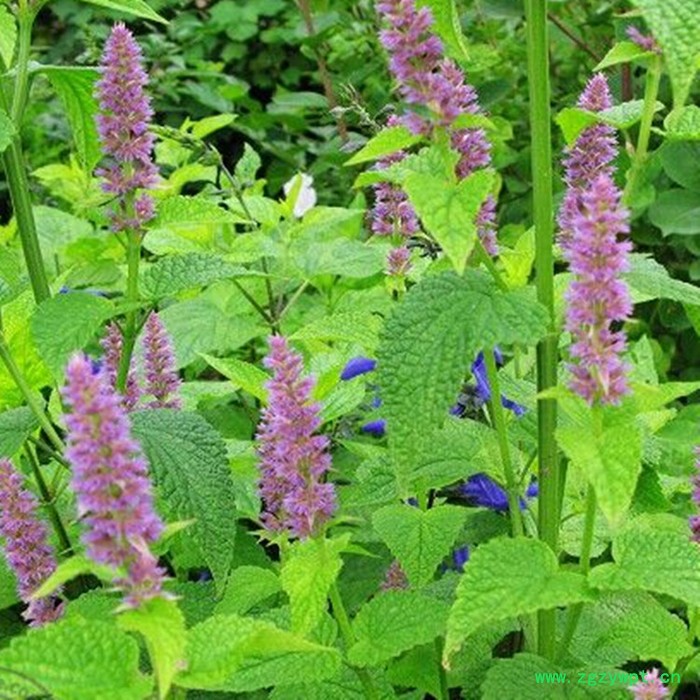 沃特莱斯生物  夏枯草提取物 10:1夏枯草粉   现货供应  量大从优   中药材提取物图5