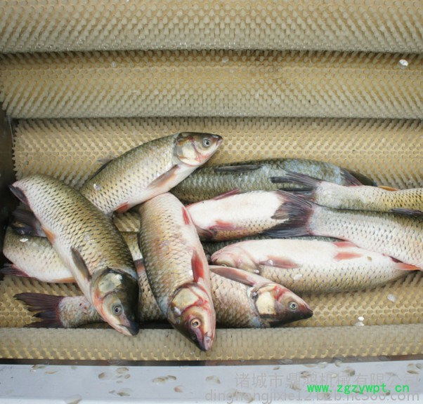 鼎鸿MQX-1500型鲅鱼清洗机 猪头猪蹄清洗设备 中药材去污清洗机 全自动洗羊蹄机器 猪蹄清洗设备图2