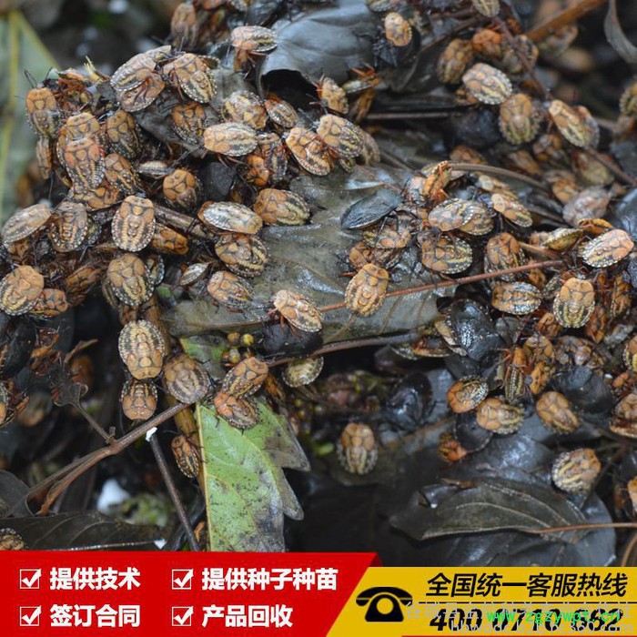 九香虫捕捉|九香虫 中药材九香虫 九香虫的药效 金航种养图2