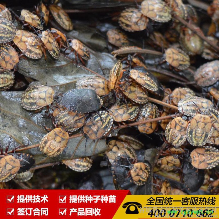 九香虫捕捉|九香虫 中药材九香虫 九香虫的药效 金航种养