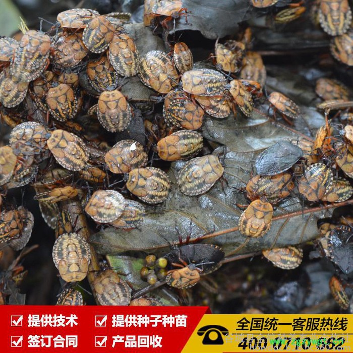 九香虫捕捉|九香虫 中药材九香虫 九香虫的药效 金航种养图3