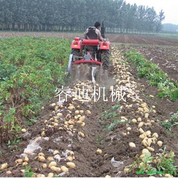 四轮土豆收获机 中药材收获机 全新胡萝卜收获机图2