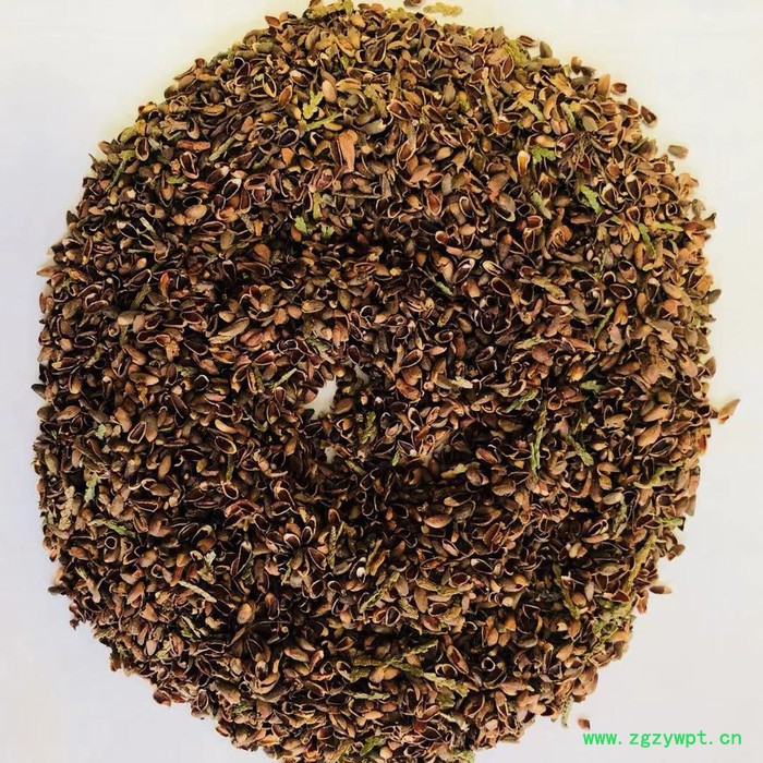 厂家侧柏壳柏树壳枕头枕芯柏子壳中药材柏子壳，饲料柏树壳图8