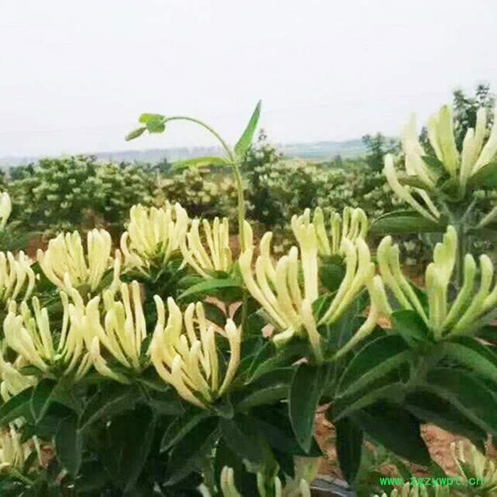 昌鑫厂家金银花苗 金银花 金银花种苗精选厂家 中药材种植基地图8