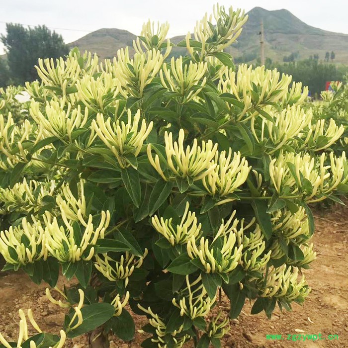 昌鑫厂家金银花苗 金银花 金银花种苗精选厂家 中药材种植基地图5