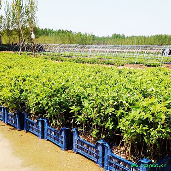 昌鑫厂家金银花苗 金银花 金银花种苗精选厂家 中药材种植基地图7