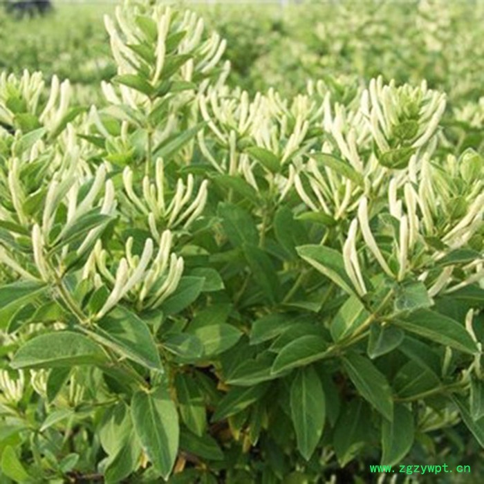 昌鑫厂家金银花苗 金银花 金银花种苗精选厂家 中药材种植基地图4