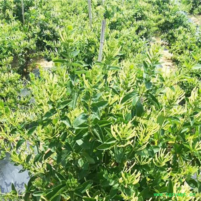 昌鑫厂家金银花苗 金银花 金银花种苗精选厂家 中药材种植基地图2