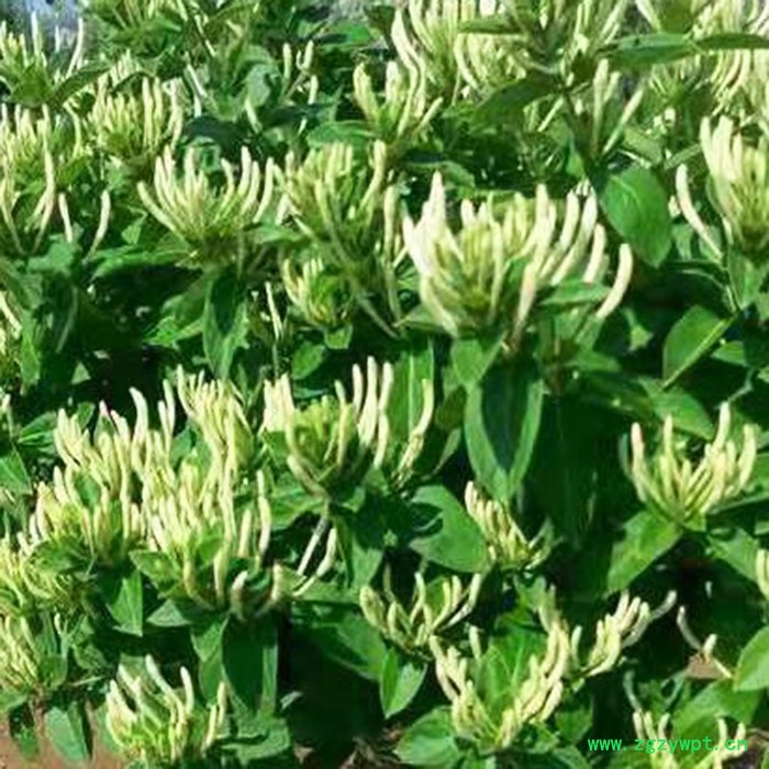 昌鑫厂家金银花苗 金银花 金银花种苗精选厂家 中药材种植基地图6