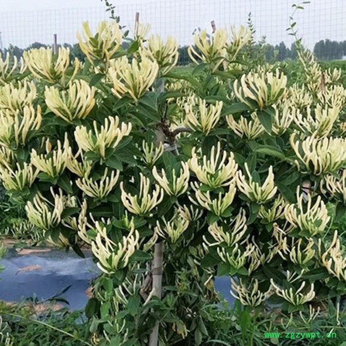 昌鑫厂家金银花苗 金银花 金银花种苗精选厂家 中药材种植基地图3