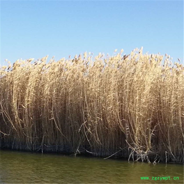 广西树皮中药渣大进料口粉碎机 发酵有机肥颗粒机组 批发商用图7