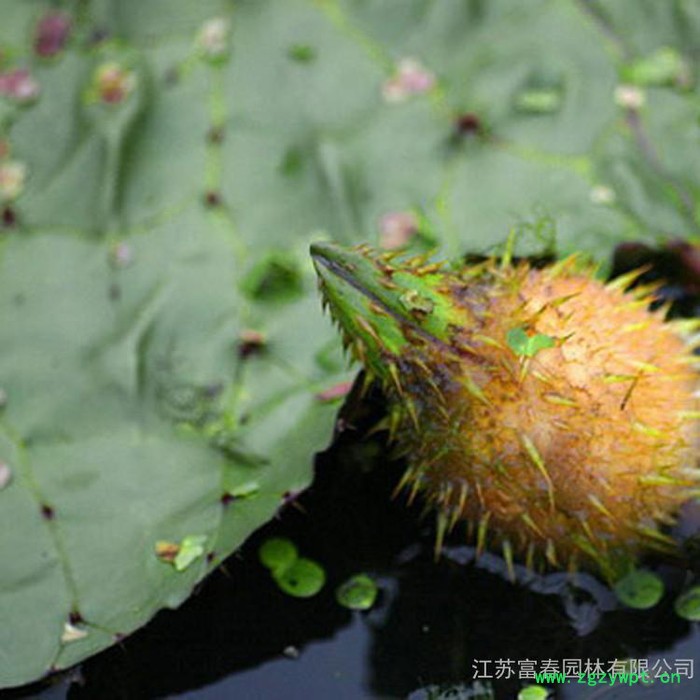芡实,中药名,别名:鸡头米、卵菱,江苏富春园林出售 **芡实,种子苗规格全品种正价格低,基地现货直销供应,欢迎采购批发图5