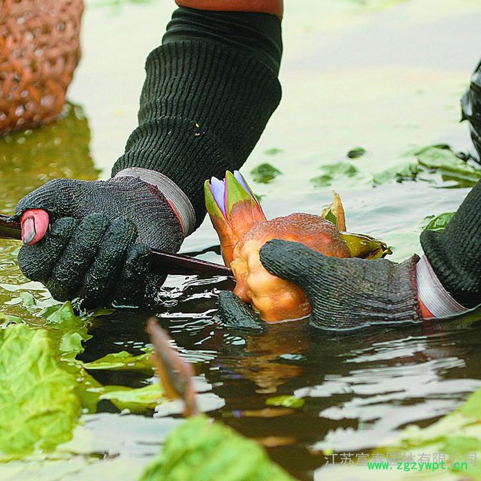 芡实,中药名,别名:鸡头米、卵菱,江苏富春园林出售 **芡实,种子苗规格全品种正价格低,基地现货直销供应,欢迎采购批发图4