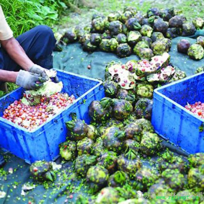 芡实,中药名,别名:鸡头米、卵菱,江苏富春园林出售 **芡实,种子苗规格全品种正价格低,基地现货直销供应,欢迎采购批发图3