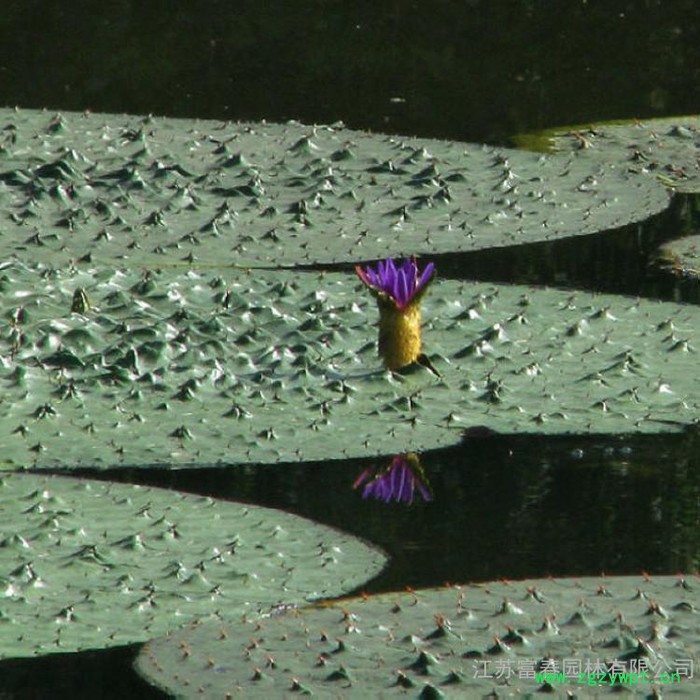 芡实,中药名,别名:鸡头米、卵菱,江苏富春园林出售 **芡实,种子苗规格全品种正价格低,基地现货直销供应,欢迎采购批发图6