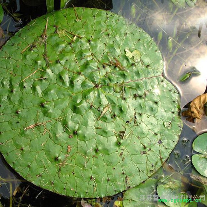 芡实,中药名,别名:鸡头米、卵菱,江苏富春园林出售 **芡实,种子苗规格全品种正价格低,基地现货直销供应,欢迎采购批发图2