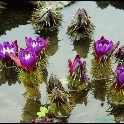 芡实，中药名，别名：鸡头米、卵菱，江苏富春园林出售 **芡实，种子苗规格全品种正价格低，基地现货直销供应，欢迎采购批发