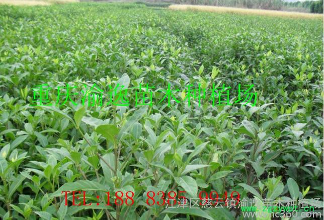 黄栀子苗 中药材黄栀子苗 高产栀子苗 山栀子苗 量大从优欢迎选购图2