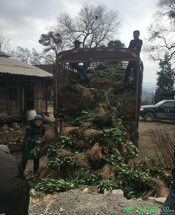 黄栀子苗 中药材黄栀子苗 高产栀子苗 山栀子苗 量大从优欢迎选购