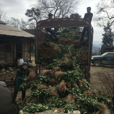 黄栀子苗 中药材黄栀子苗 高产栀子苗 山栀子苗 量大从优欢迎选购