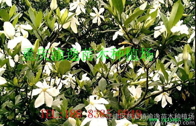 黄栀子苗 中药材黄栀子苗 高产栀子苗 山栀子苗 量大从优欢迎选购图3