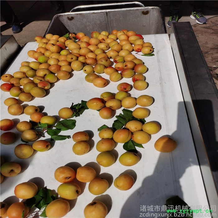 鼎迅DX-3000 多功能清洗机 中药材自动清洗机 不锈钢自动洗菜机 蓝莓清洗机 输送式洗菜机图2