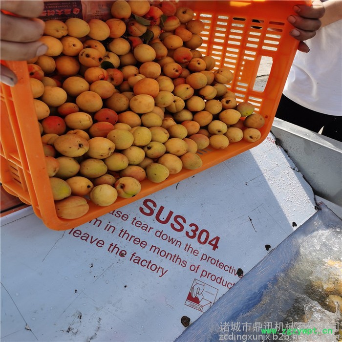 鼎迅DX-2600 叶菜自动清洗机 全自动不锈钢洗菜机 自动输送水果清洗机 泡菜脱盐清洗机 中药材清洗机图6