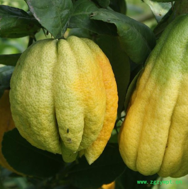 中药材种苗，正宗川佛手苗，中药材佛手苗， 川佛手苗基地 四川佛手苗，重庆佛手苗，佛手结果苗价格，佛手苗批发图3