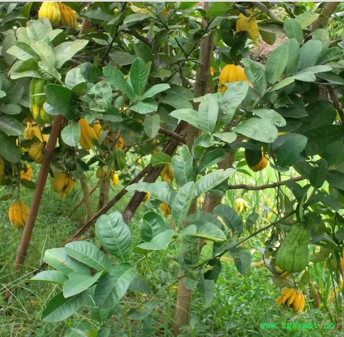 中药材种苗，正宗川佛手苗，中药材佛手苗， 川佛手苗基地 四川佛手苗，重庆佛手苗，佛手结果苗价格，佛手苗批发图2