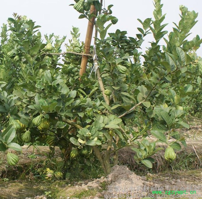 中药材种苗，正宗川佛手苗，中药材佛手苗， 川佛手苗基地 四川佛手苗，重庆佛手苗，佛手结果苗价格，佛手苗批发图4