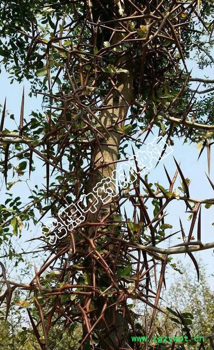 光照种植 皂角刺 **** 中药材 大量 订货直发图2