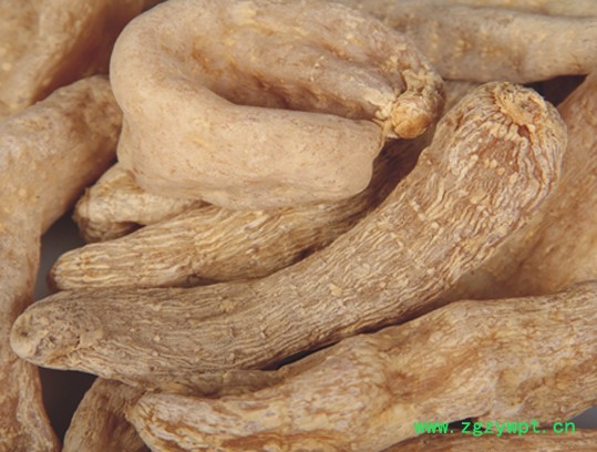 天麻中药材图2
