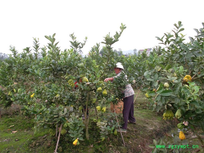 云雾山川佛手鲜果，道地川佛手，中药材佛手图2