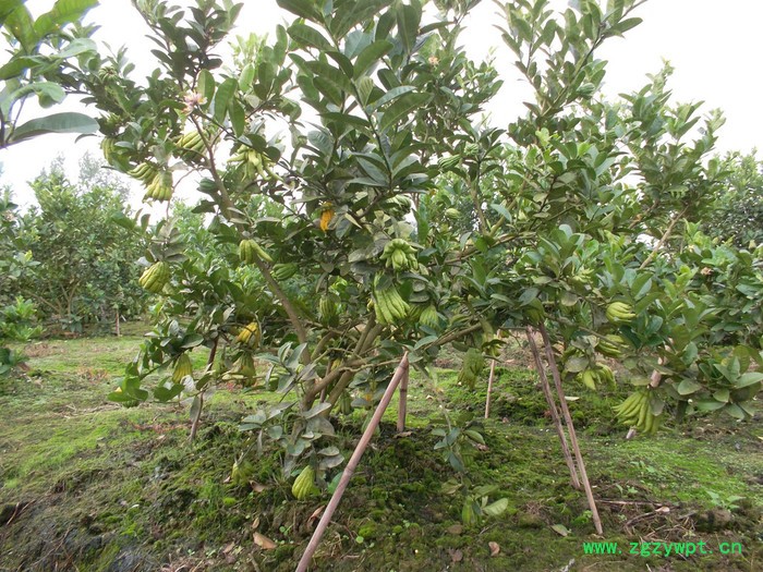 云雾山川佛手鲜果，道地川佛手，中药材佛手图5