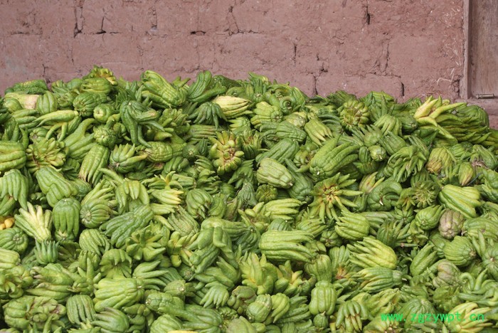 云雾山川佛手鲜果，道地川佛手，中药材佛手图4