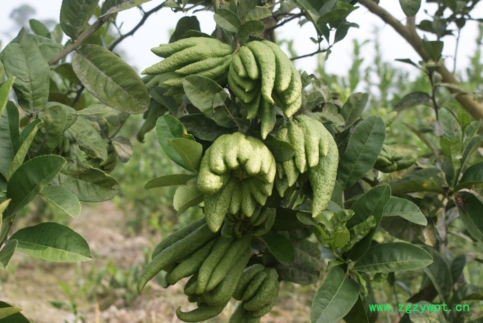 云雾山川佛手鲜果，道地川佛手，中药材佛手图6