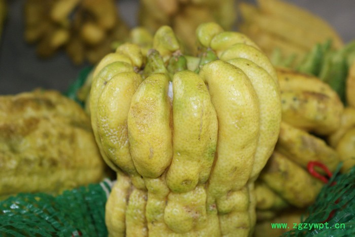 云雾山川佛手鲜果，道地川佛手，中药材佛手图3