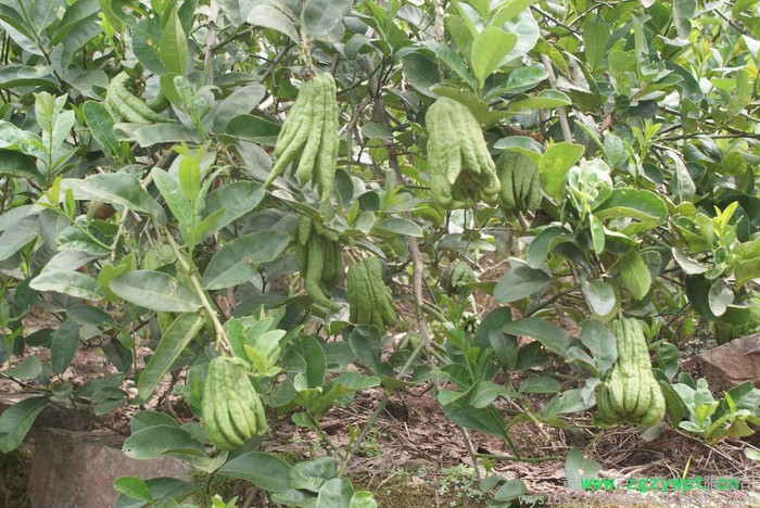 供应**川佛手0.5M以上中药材佛手苗图4