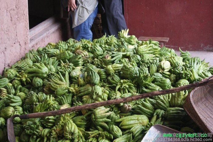 供应**川佛手0.5M以上中药材佛手苗图5