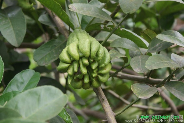 供应**川佛手0.5M以上中药材佛手苗图3