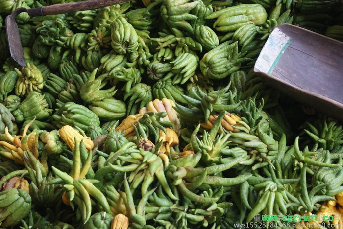 供应**川佛手0.5M以上中药材佛手苗图2