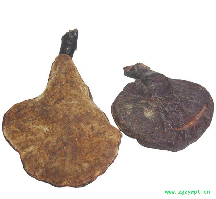 罗氏灵芝 新款热卖质量可靠 **草灵芝 直销 **中药材 灵芝